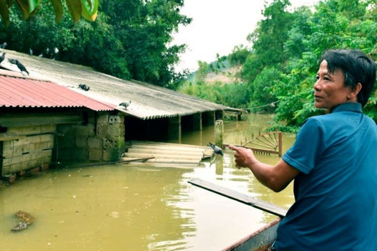 Chớp mắt, nước gần lút mái nhà, lão nông Thanh Hóa mất trắng hàng hecta ao cá