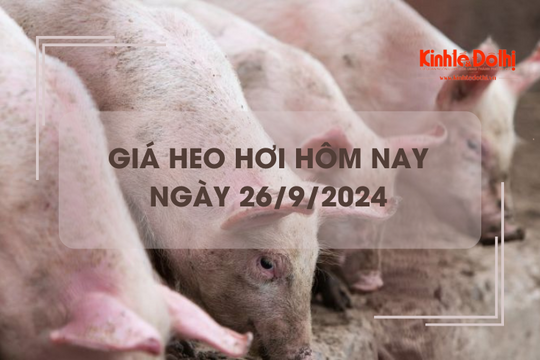 Giá heo hơi hôm nay 26/9: tăng giảm trái chiều 1.000 đồng/kg