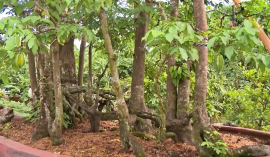 Loài cây độc lạ 19 thân trên cùng 1 bộ rễ của lão nông Hậu Giang: Khách ra giá cao 'ngất' vẫn từ chối