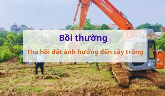 Từ bây giờ, áp dụng quy định mới về bồi thường khi thu hồi đất gây thiệt hại với cây trồng