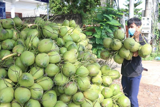 Sẽ xuất khẩu dừa tươi Bến Tre sang Trung Quốc trong tháng 10