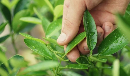 Lá của loại cây quý như ‘nhân sâm với người nghèo’: Mọc nhan nhản nhưng giá đến 8 triệu/kg tại nước ngoài, cực tốt cho giấc ngủ