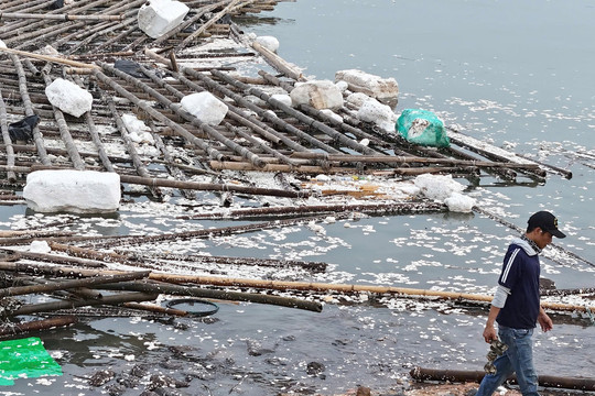 Chạy nghìn tỷ 'bay' theo mưa bão, nghề nuôi trồng đối mặt con số thấp nhất 4 năm