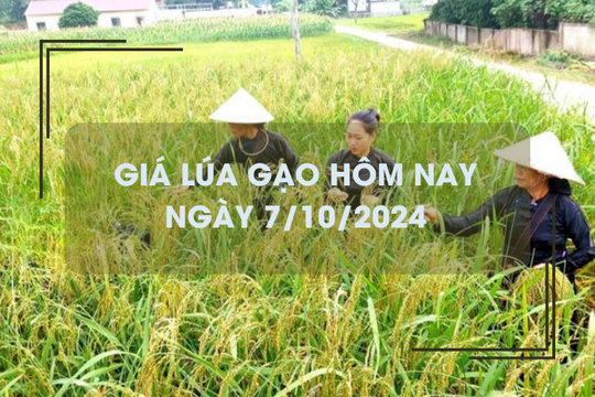 Giá lúa gạo hôm nay 7/10: gạo Nàng Nhen cao nhất 28.000 đồng/kg