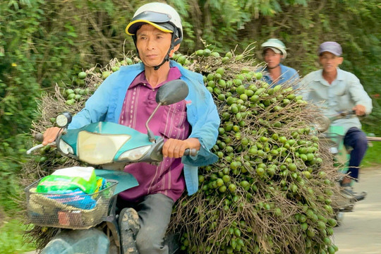 Giá tăng kỷ lục, một tạ cau tương đương một chỉ vàng