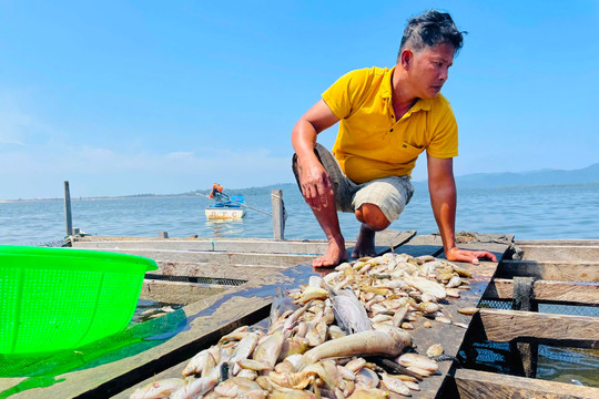 Cá chết trắng sau một đêm ở hồ thủy lợi Ia Mơr