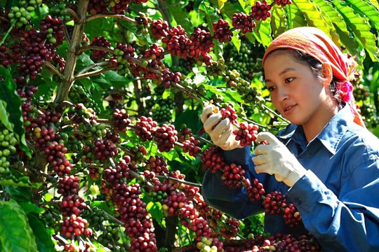 Giá cà phê hôm nay 10/10: chỉ tăng nhẹ dù tồn kho trên sàn giảm sâu