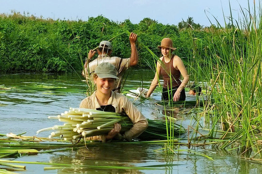 Khách Tây thích thú bắt cua, mò sò huyết, thu hoạch đặc sản nổi tiếng Cà Mau