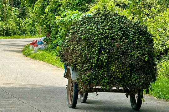 Tỉnh táo trước “cơn sốt” cau