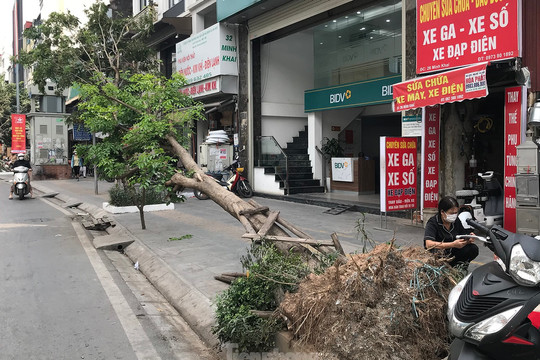 Hơn 1 tháng trôi qua, nhiều cây xanh gãy, đổ ở Hà Nội vẫn chưa được xử lý