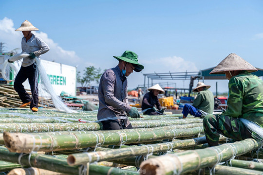 Ngư dân Quảng Yên hối hả đóng bè mới trở lại nuôi trồng thủy sản sau bão