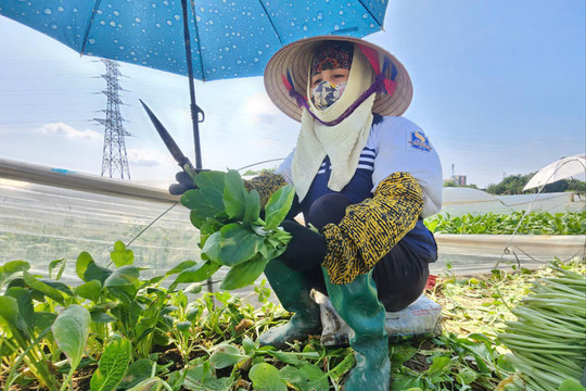 Gỡ khó cho đấu giá quyền thuê đất nông nghiệp công ích