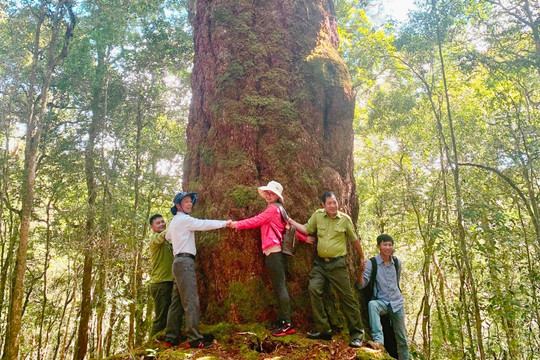 ‘Cây thần linh’ hàng nghìn năm tuổi thuộc loại quý hiếm bậc nhất thế giới chỉ có duy nhất ở Việt Nam, luôn được theo dõi đặc biệt