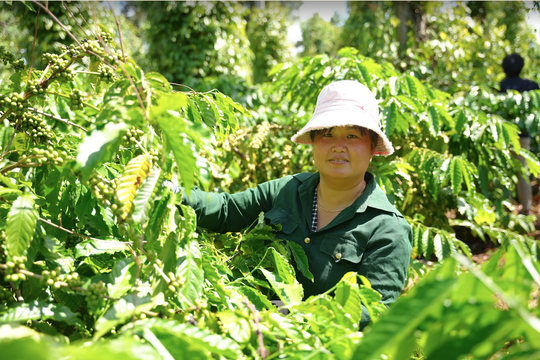 Nữ nông dân Tây Nguyên tự tin kiến tạo tương lai nhờ canh tác cà phê theo mô hình bền vững