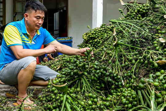 Việt Nam nhập khẩu cau vọt tăng 324%