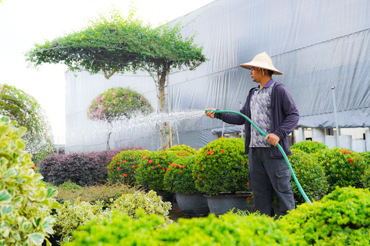 Làng cây cảnh lớn nhất miền Bắc 'làm lại từ đầu' sau bão số 3