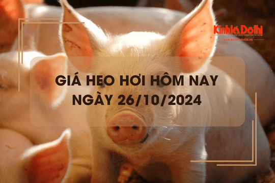 Giá heo hơi hôm nay 26/10: giảm rải rác 1.000 đồng/kg