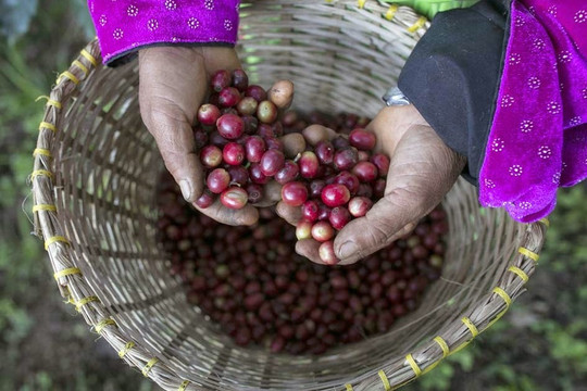 Giá cà phê hôm nay 29/10: tiếp tục tăng, Robusta thêm gần 100 USD/tấn