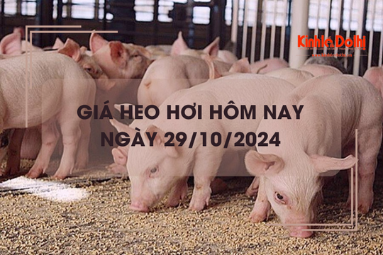 Giá heo hơi hôm nay 29/10: miền Bắc cao nhất 63.000 đồng/kg