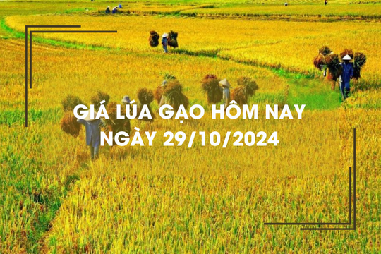 Giá lúa gạo hôm nay 29/10: giá lúa dao động 6.700 - 8.000 đồng/kg