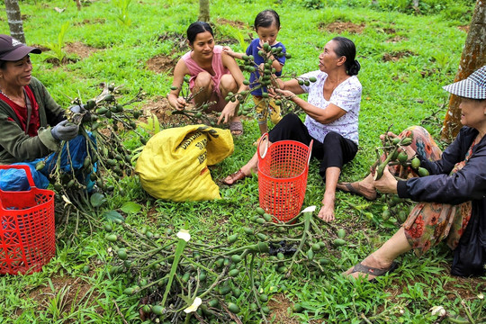 Trung Quốc giảm mua khiến giá cau lao dốc, nông dân nói 'vẫn may, không tiếc'