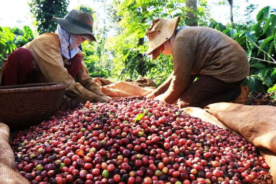 Cà phê Việt Nam thắng lớn