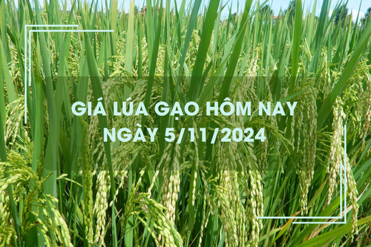 Giá lúa gạo hôm nay 5/11: giá gạo tăng nhẹ 50 đồng/kg