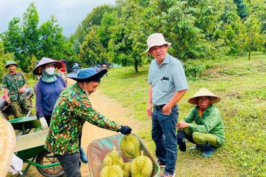 Giá sầu riêng lên cao gấp đôi, cổ phiếu Hoàng Anh Gia Lai (HAG) của bầu Đức trở thành 'hàng hiếm'