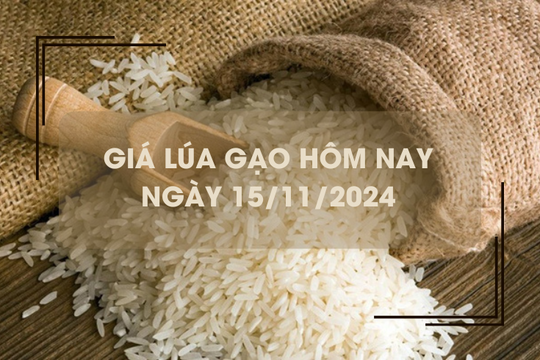 Giá lúa gạo hôm nay 15/11: giá gạo giảm nhẹ 100 đồng/kg