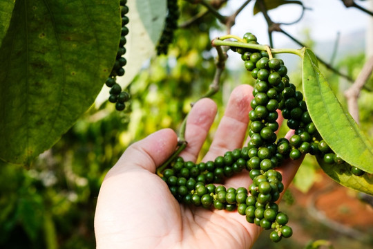 Giá tiêu hôm nay 19/11: xuất khẩu chậm lại, Việt Nam tăng cường nhập tiêu Indonesia