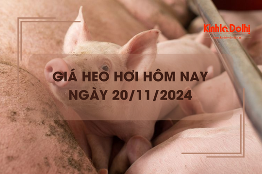 Giá heo hơi hôm nay 20/11: khu vực miền Nam tăng nhẹ