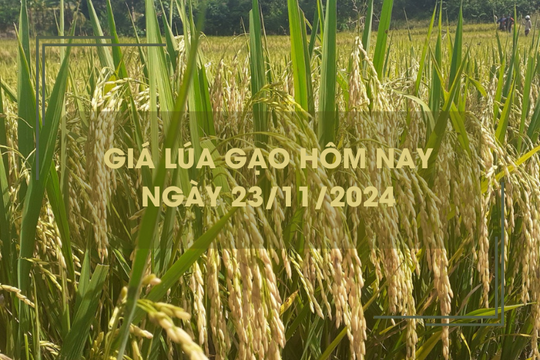 Giá lúa gạo hôm nay 23/11: lúa Thu Đông chào giá cao