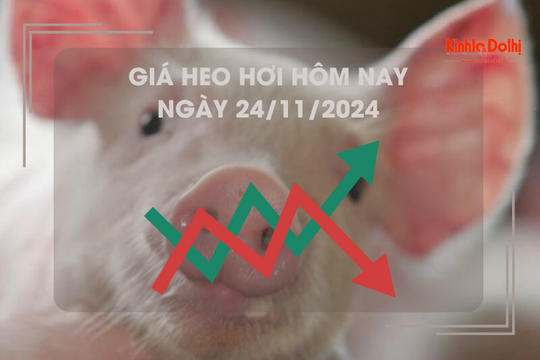 Giá heo hơi hôm nay 24/11: cao nhất 63.000 đồng/kg