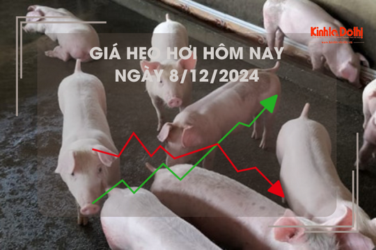 Giá heo hơi hôm nay 8/12: cao nhất cả nước 64.000 đồng/kg