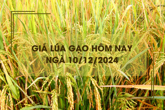 Giá lúa gạo hôm nay 10/12: gạo nguyên liệu thơm nhích nhẹ