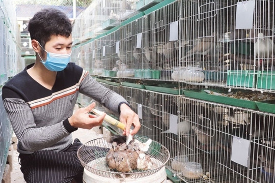 Chàng trai Bắc Giang cất bằng Đại học vào tủ, làm giàu từ 'báu vật biết bay' bán lời 7 triệu/con