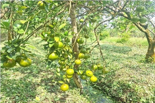 Nông dân Hậu Giang 'liều lĩnh' trồng loại cây trái vụ thấp lè tè, kết quả sản lượng cả tấn, đút túi hàng trăm triệu đồng