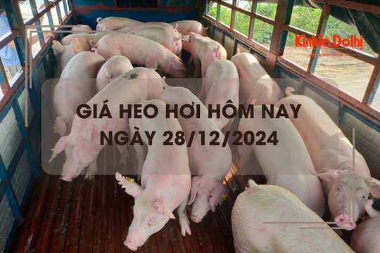 Giá heo hơi hôm nay 28/12: biến động trái chiều trên cả 3 miền