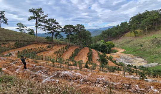 45 doanh nghiệp thuê rừng làm khu du lịch tại Lâm Đồng đang đứng trước nguy cơ bị tổn thất