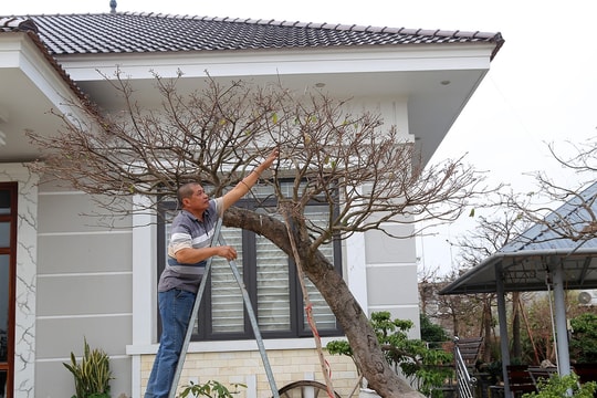 Bán 4 cây mai vàng, người nông dân ở Quảng Ninh đủ tiền xây nhà đẹp