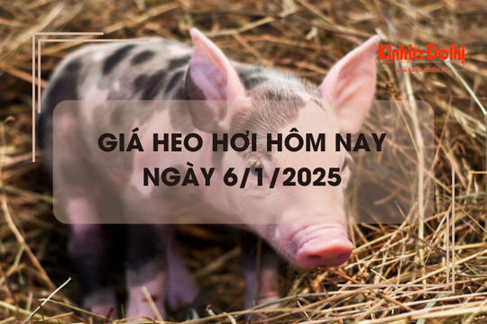 Giá heo hơi hôm nay 6/1: miền Nam tăng nhẹ 1.000 đồng/kg