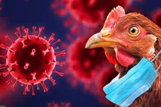 Mỹ ghi nhận ca tử vong đầu tiên vì cúm gia cầm H5N1