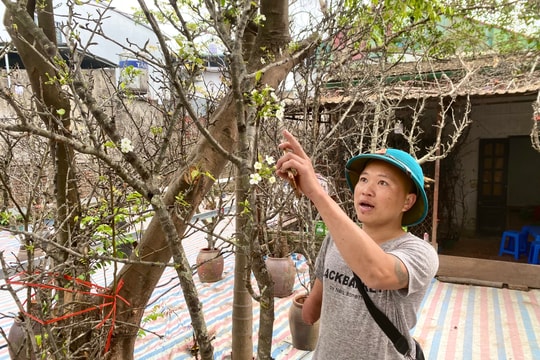 Lê, mận trắng muốt đã rộn ràng 'xuống phố'