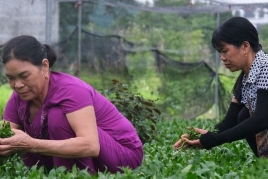 Nông dân Thái Bình 'lật ngược thế cờ': Bỏ lúa trồng rau, dễ chăm, thu nhập ổn định