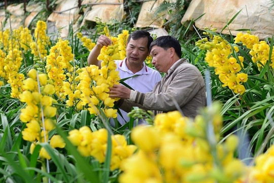 Trồng loại hoa 500.000 đồng/cành, nông dân Đà Lạt bội thu Tết Nguyên đán Ất Tỵ