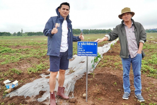 Thị trường sầu riêng trọng điểm bùng nổ, HAGL của bầu Đức sẵn sàng cho vụ thu hoạch mới