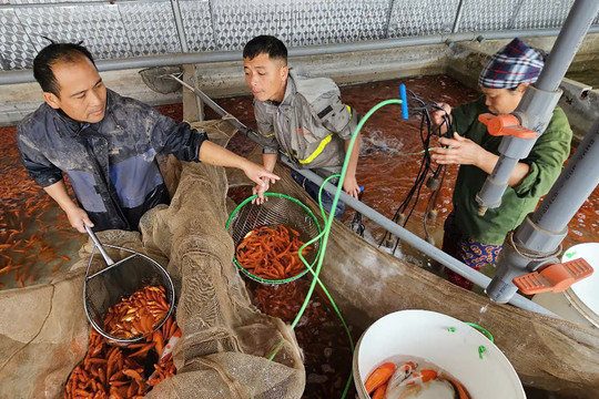 'Thủ phủ' cá chép đỏ tung ra thị trường 30 tấn dịp ông Công ông Táo