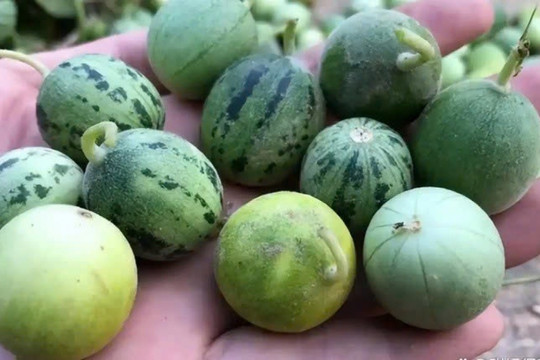 Loại quả từng bị tận diệt nay trở thành 'vàng lỏng', cứu tinh cho người tiểu đường
