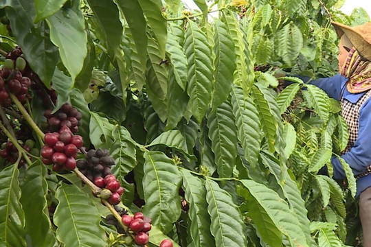 Giá cà phê hôm nay 2/2/2025: Robusta tăng sốc, thêm đến 700 USD/tấn 2 tuần qua