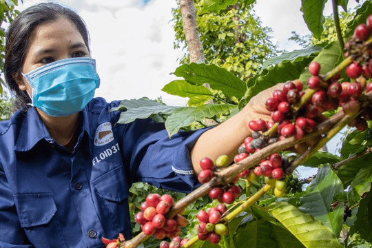 Giá cà phê hôm nay 13/2/2025: 2 sàn tiếp tục tăng, Arabica chưa có điểm dừng